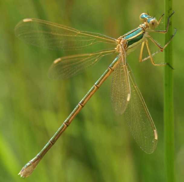 lestes_barbarus_femelle.jpg