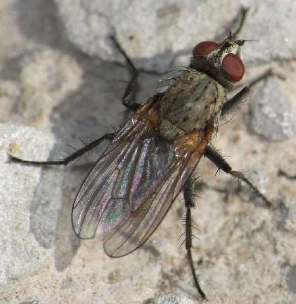 leucophora_sp.jpg