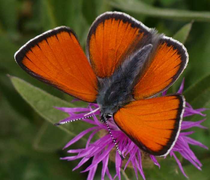 lycaena_virgaureae_male.jpg