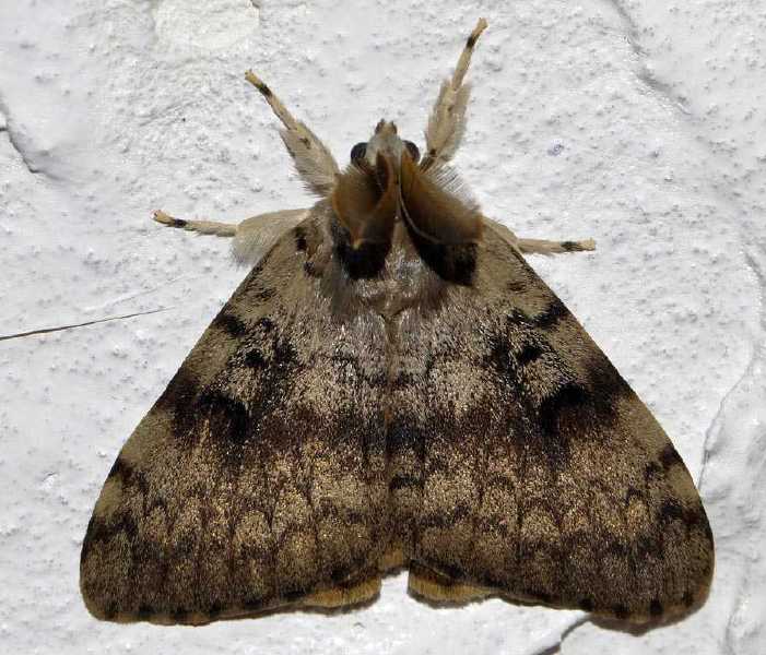 lymantria_dispar_male.jpg