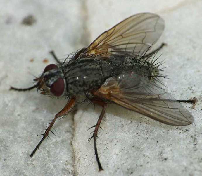 macquartia_sp.jpg