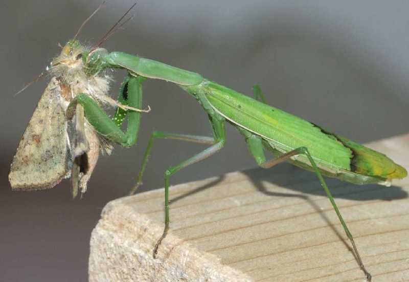 mantis_religiosa_heterocere.jpg