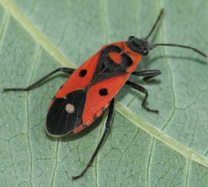 melanocoryphus_albomaculatus.jpg