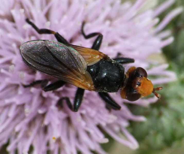 melanosoma_bicolor.jpg