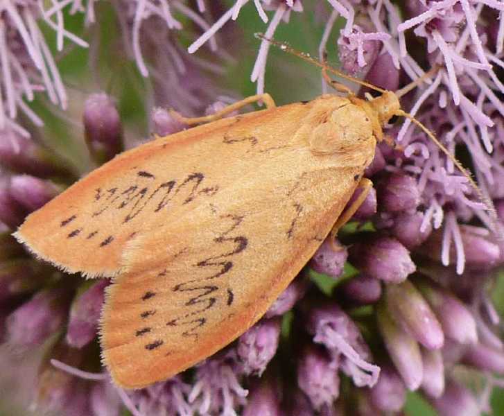 miltochrista_miniata.jpg