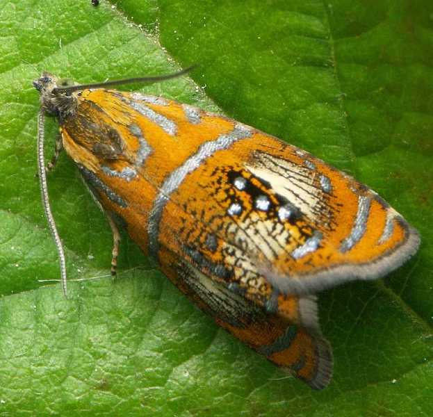 olethreuthes_arcuella.jpg