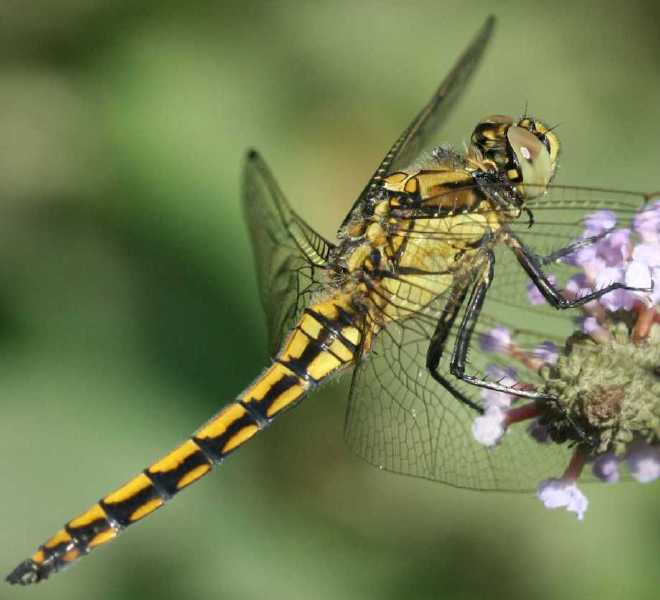 orthetrum_cancellatum_male_immature.jpg