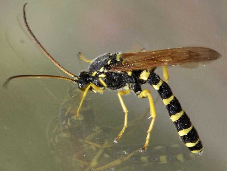 peltocarus_dentatus.jpg