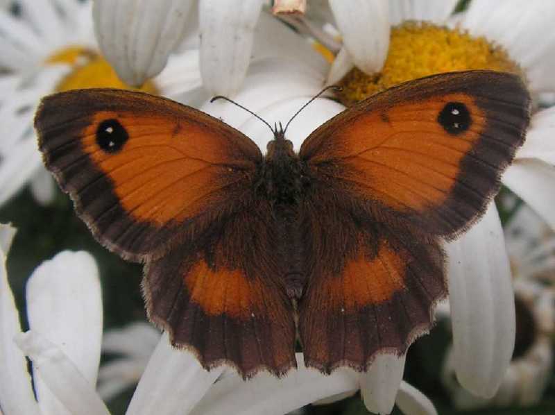 pyronia_tithonus_femelle.jpg