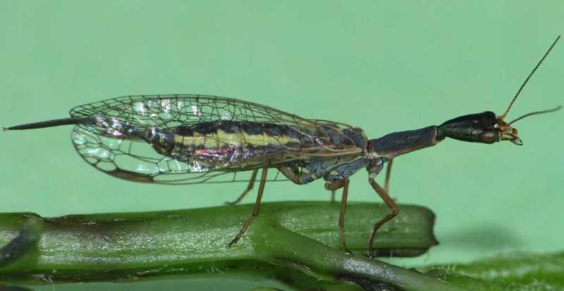 rhaphidia_cognata_femelle.jpg