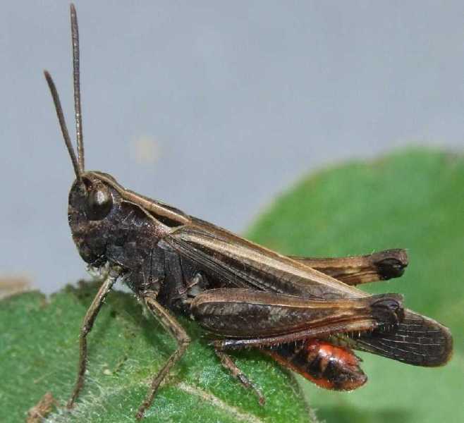 stenobothrus_lineatus_male.jpg