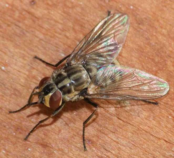 stomoxys_calcitrans_femelle.jpg