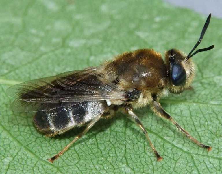 stratiomys_longicornis_femelle.jpg