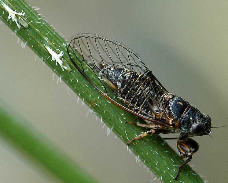 tettigetta_brullei_male.jpg