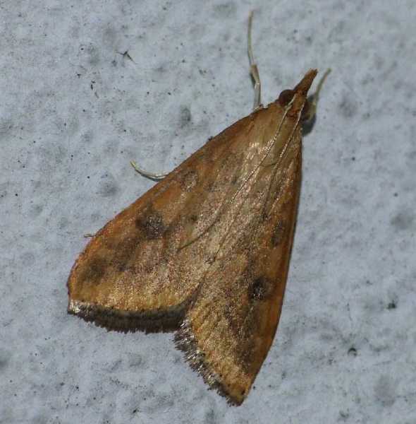 udea_ferruginalis.jpg