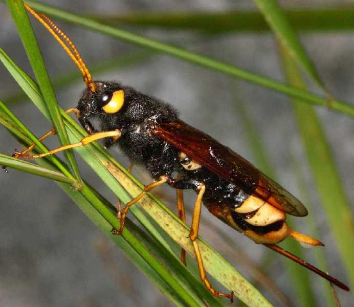 urocerus_gigas_femelle.jpg