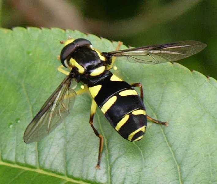 xanthogramma_pedissequum_male.jpg