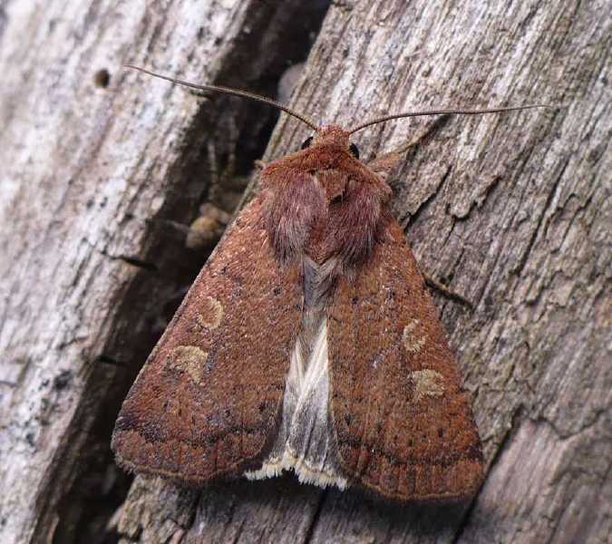 xestia_xanthographa_1.jpg