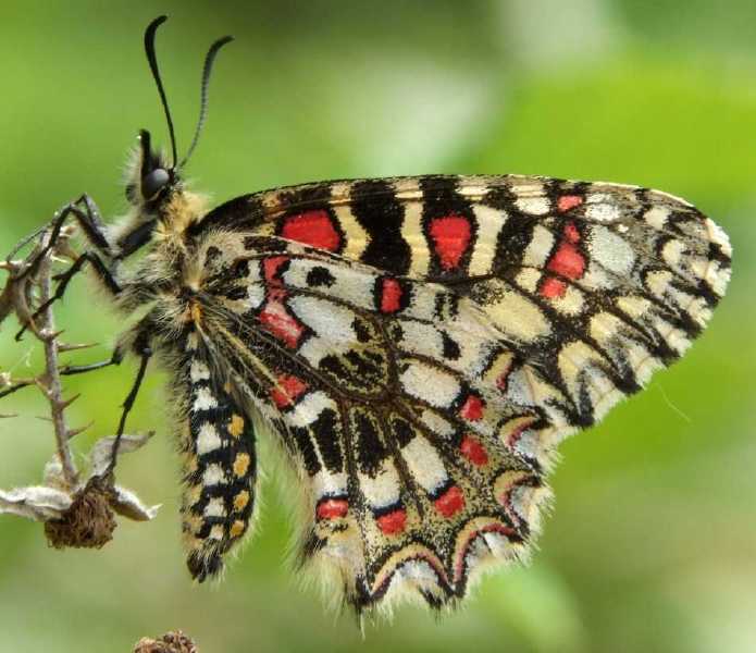 zerynthia_rumina.jpg