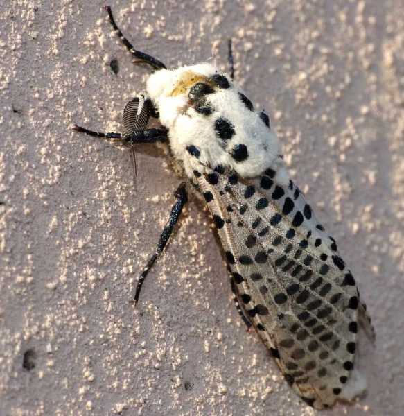 zeuzera_pyrina_male.jpg