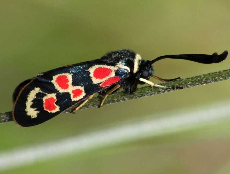 zygaena_occitanica.jpg