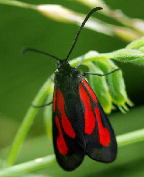 zygaena_osterodensis.jpg