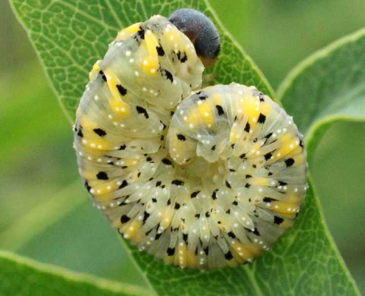 abia_fulgens_larve.jpg