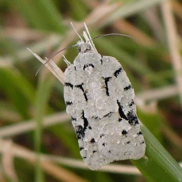 acleris_literana.jpg