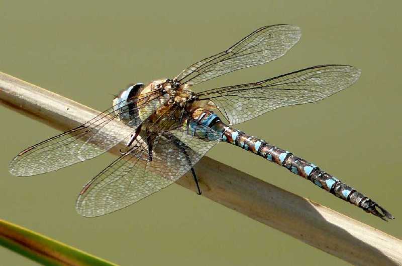 aeschna_juncea_male.jpg