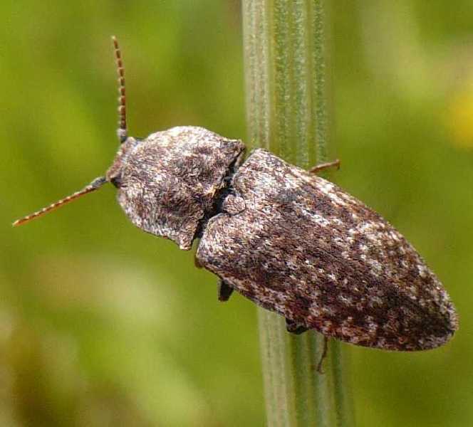 agrypnus_murinus.jpg