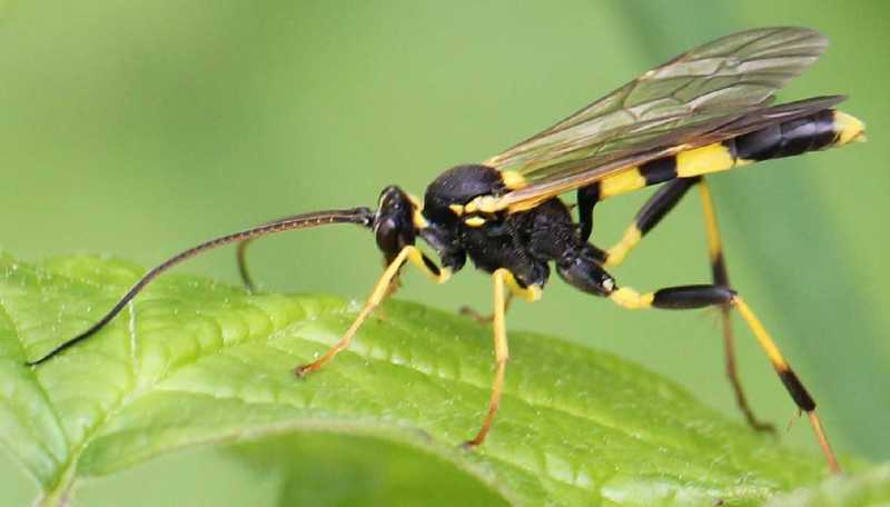 amblyteles_armatorius.jpg