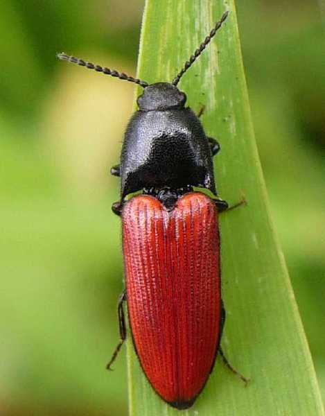 ampedus_pomorum.jpg