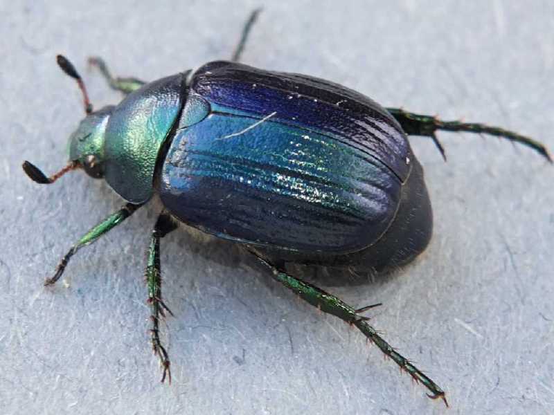 anomala_dubia_1.jpg