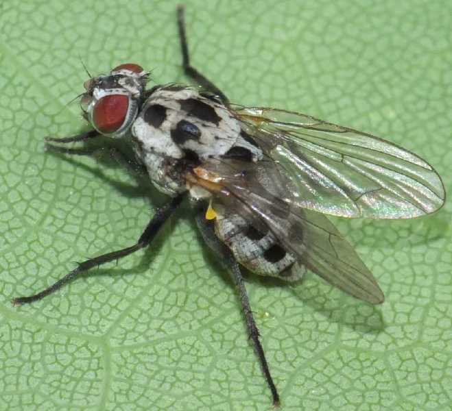 anthomyia_pluvialis_femelle_.jpg