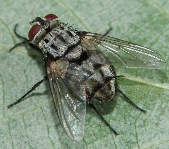 billaea_maritima_femelle.jpg