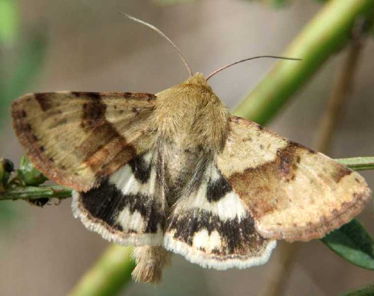 heliothis_viriplaca.jpg