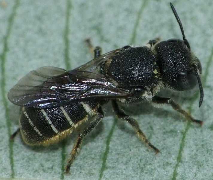 heriades_sp.jpg