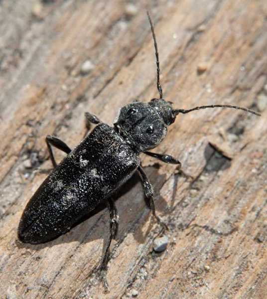 hylotrupes_bajulus.jpg