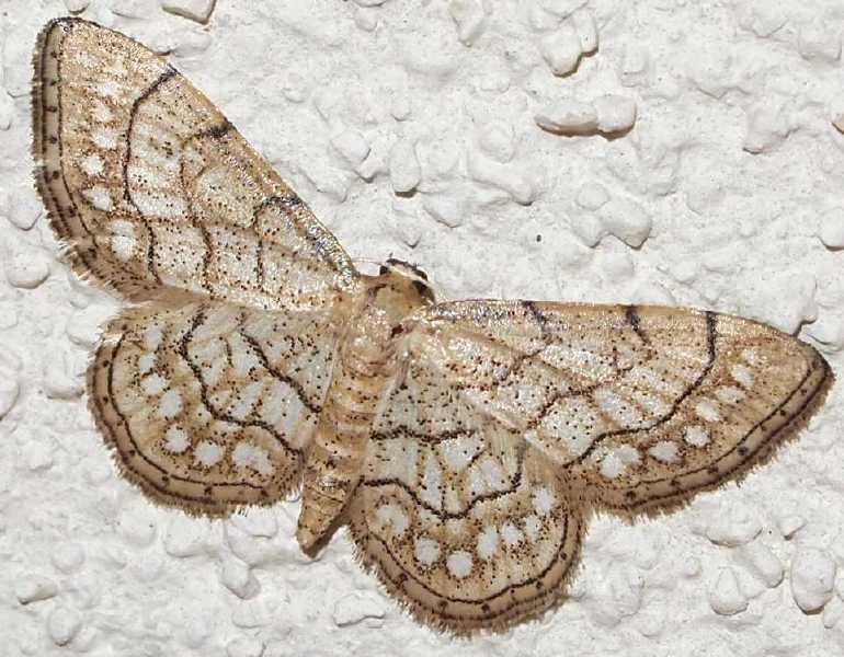 idaea_moniliata.jpg