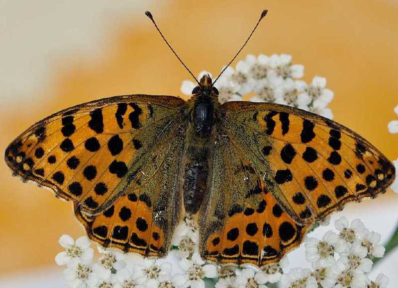 issoria_lathonia.jpg