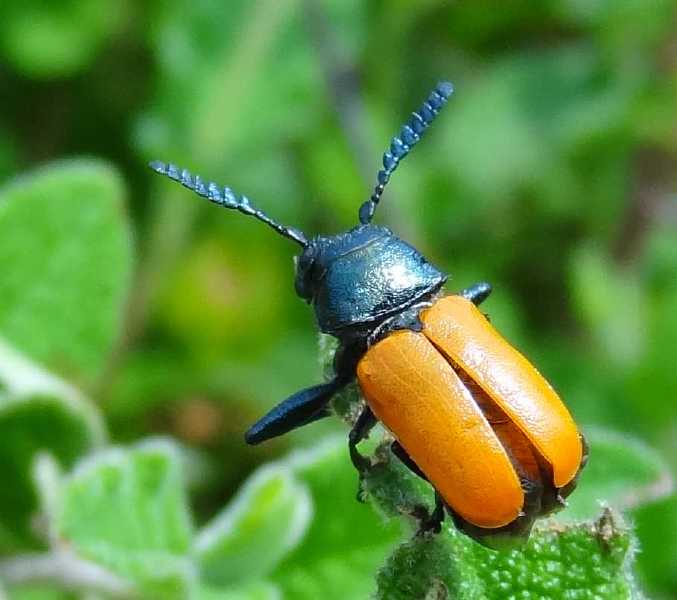 labidostomis_taxicornis_male.jpg