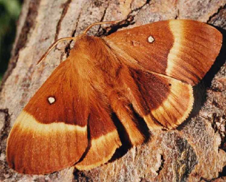 lasiocampa_quercus_male.jpg