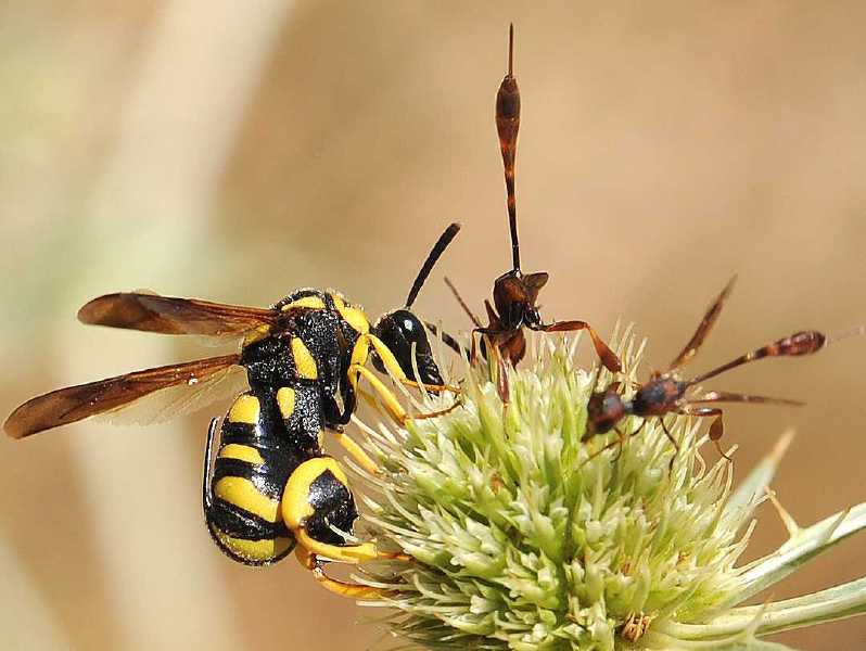 leucospis_gigas_gasteruption_sp.jpg