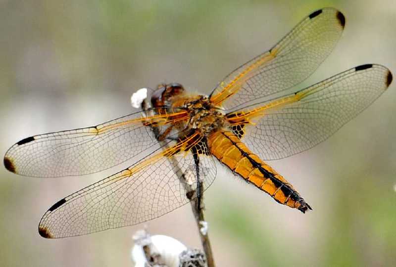 libellula_fulva_femelle.jpg