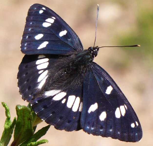 limenitis_reducta.jpg