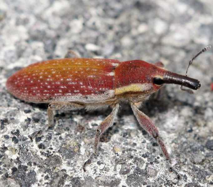 lixus_vilis.jpg