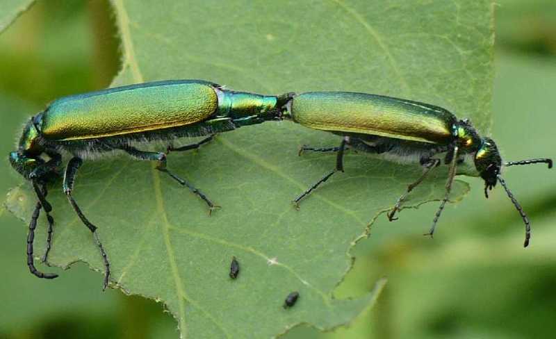 lytta_vesicatoria_copula.jpg