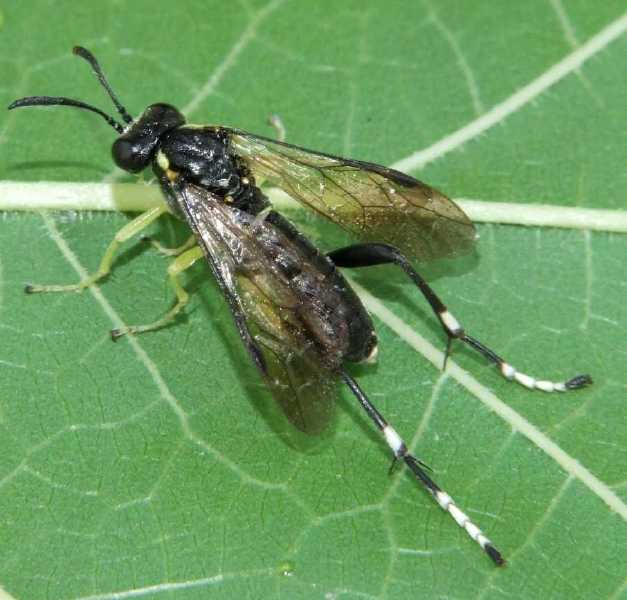macrophya_montana_male.jpg