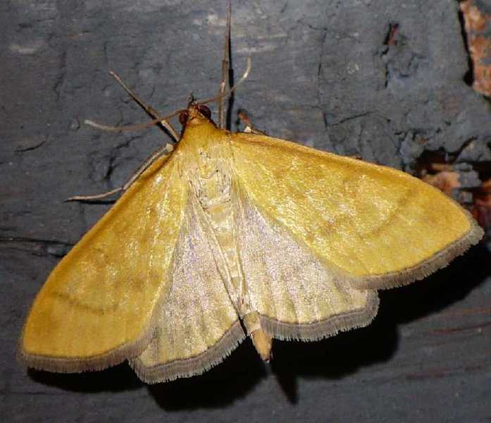 mecyna_flavalis.jpg