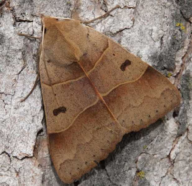 minucia_lunaris_femelle.jpg